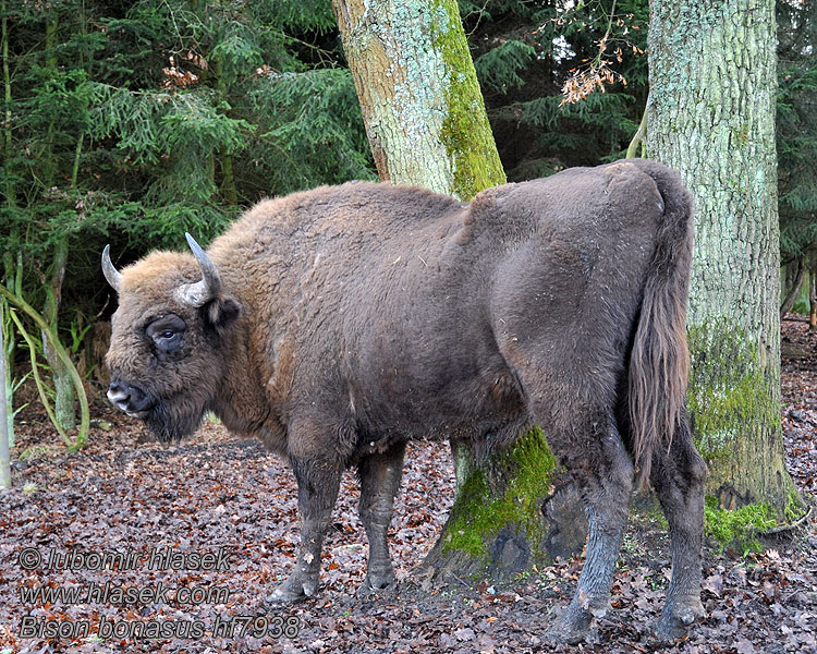 Bison bonasus hf7938