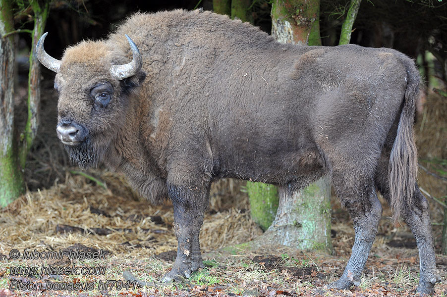 Bison bonasus Zubr evropský