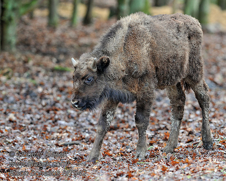 Bison bonasus Wisent Europäische Bison d'Europe