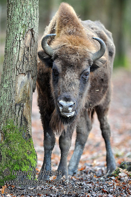 Bison bonasus Żubr Зубр