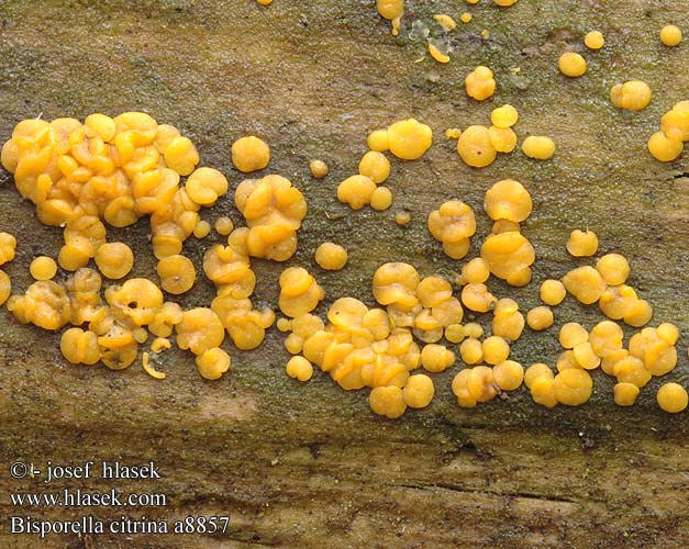 Bisporella citrina Yellow Fairy Almindelig gulskive