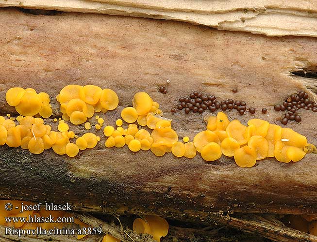 Bisporella citrina a8859