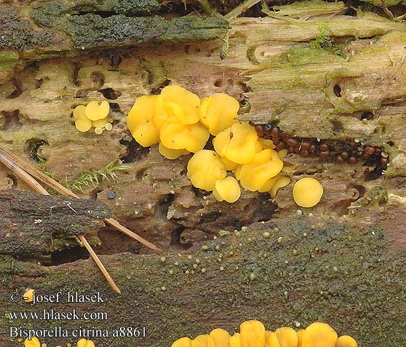 Zitronengelbes Holzbecherchen Dwuzarodniczka cytrynowa