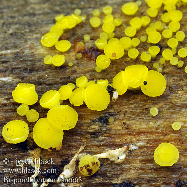 Bisporella citrina bh6663