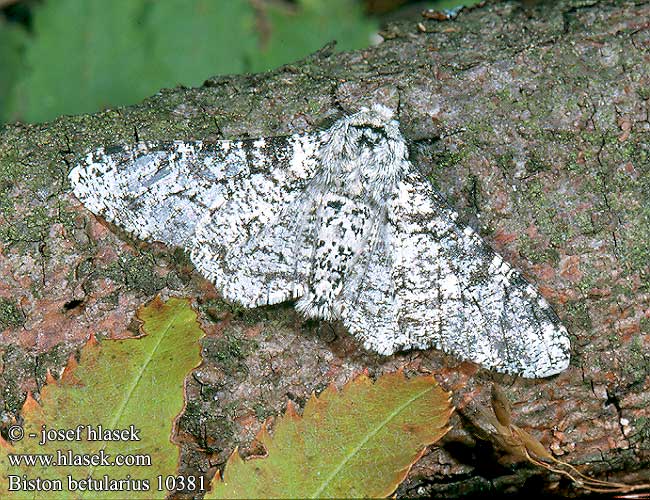 Biston betularia betularius Peppered Moth Birkenspanner