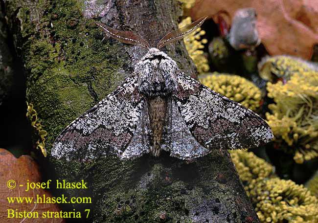 Biston strataria Oak Beauty Pappelspanner drsnokřídlec lipový