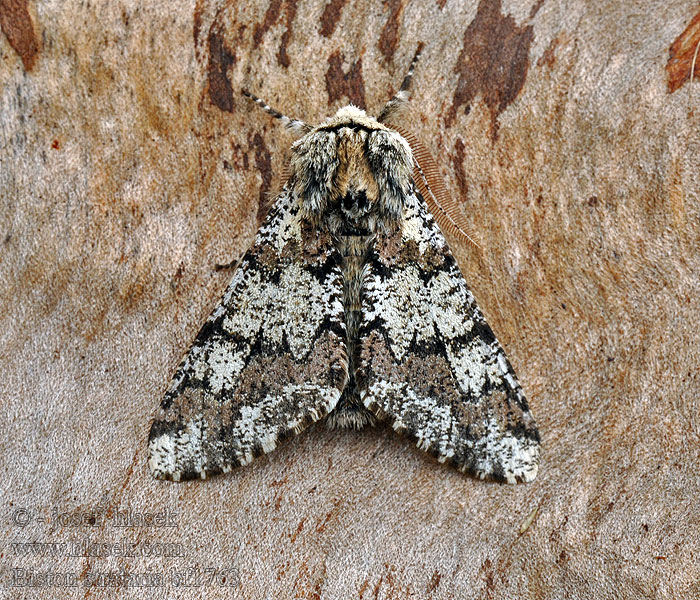 Oak Beauty Biston strataria