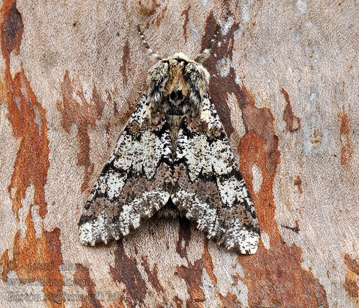 Pappelspanner Biston strataria