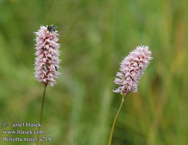 Bistorta major Meadow bistort Snake-root Slangeurt Konnantatar