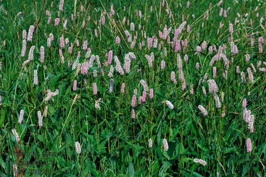 Rdesno hadí kořen větší Ormrot Persicaria Polygonum Bistorta major