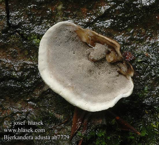 Бьеркандера опаленная Smoky Bracket fungus Bjerkandera adusta