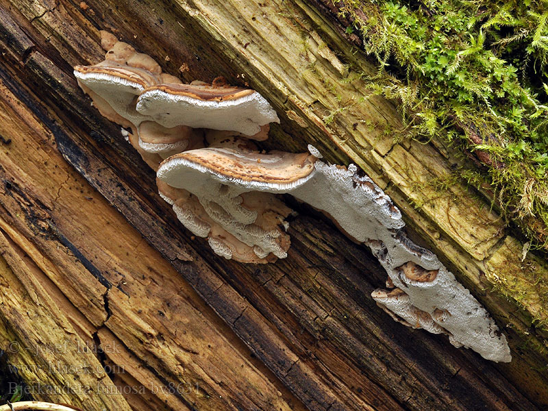 Bjerkandera fumosa Polypore enfumé Røykkjuke