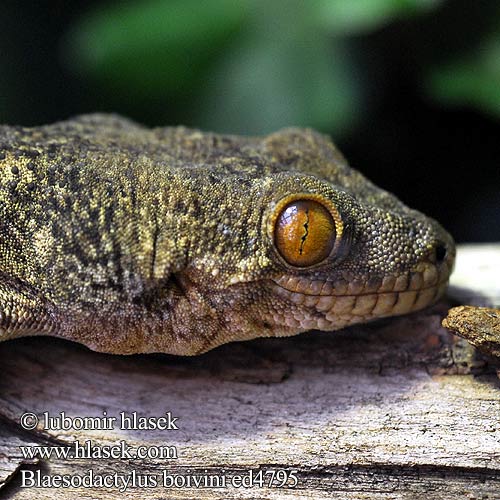 Blaesodactylus boivini Platydactylus Homopholis Madagascar Velvet