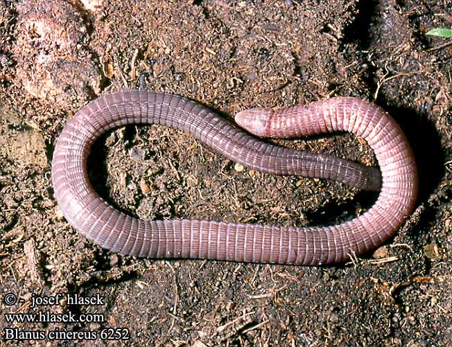 Blanus cinereus Maurische Netzwühle Ringelschleiche