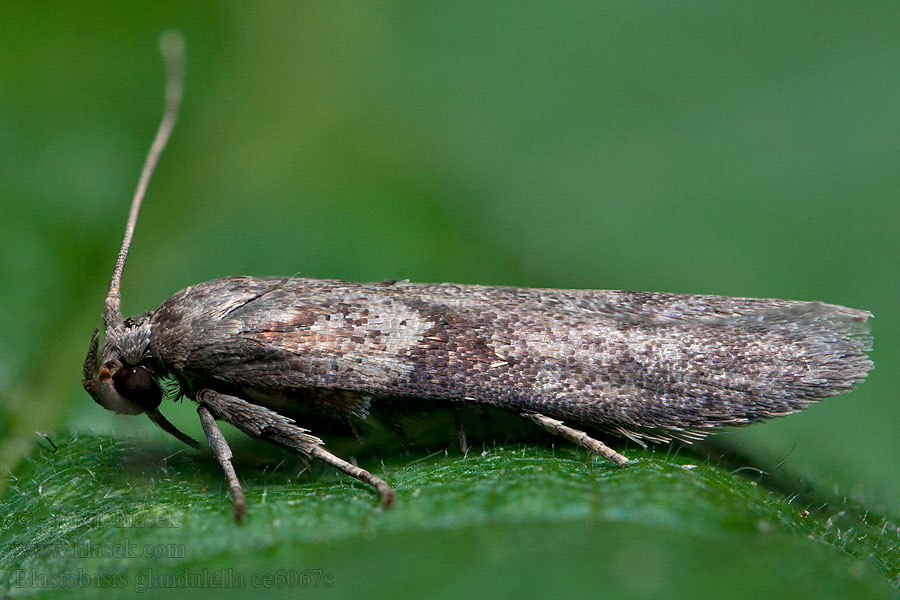 Blastobasis glandulella Acorn Moth