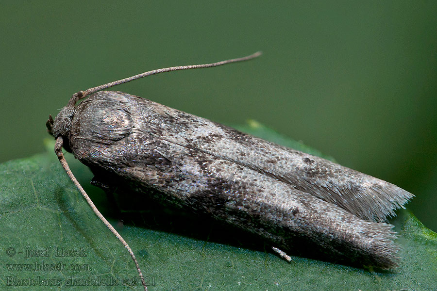 Acorn Moths Blastobasis glandulella