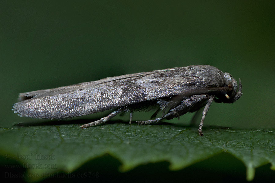 Acorn Moths Blastobasis glandulella