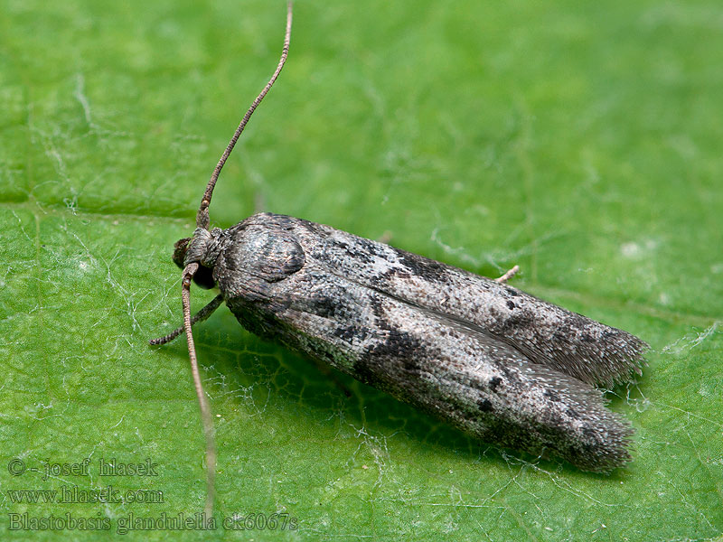 Drsnohřbetka žaludová Acorn Moth Blastobasis glandulella