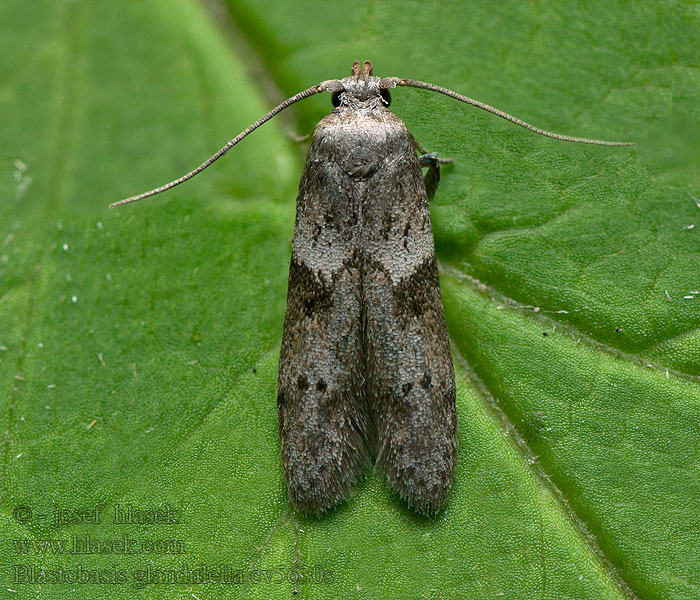 Blastobasis glandulella