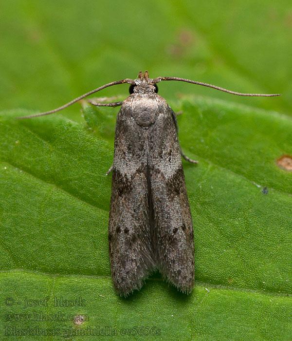 Blastobasis glandulella