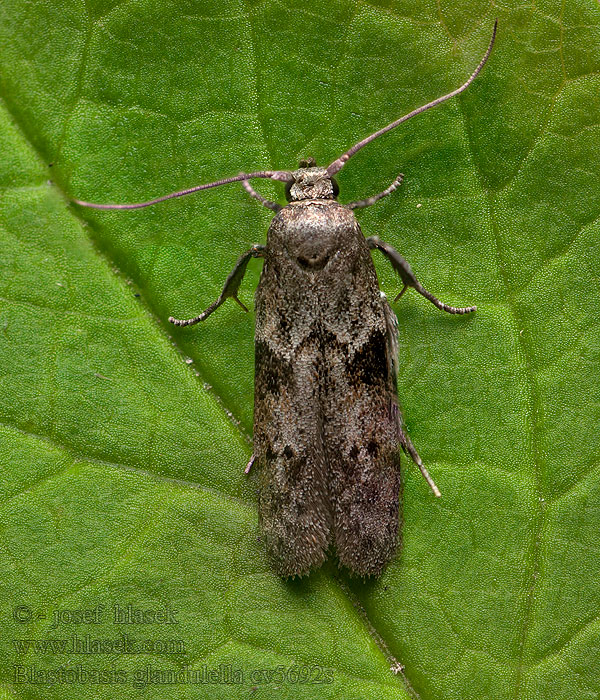 Blastobasis glandulella