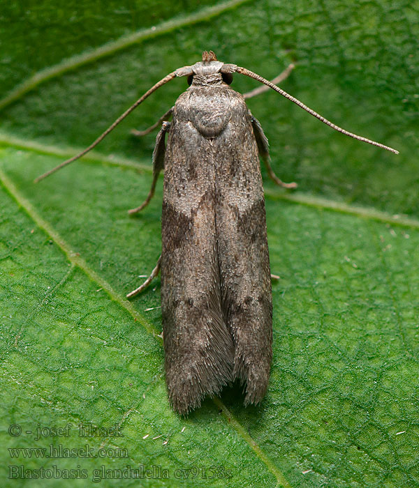 Blastobasis glandulella