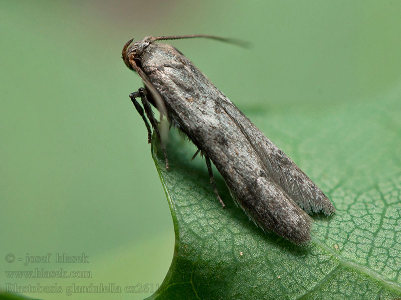 Blastobasis glandulella