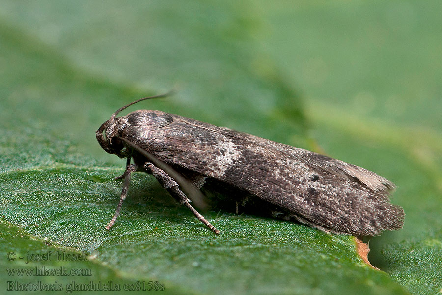 Blastobasis glandulella