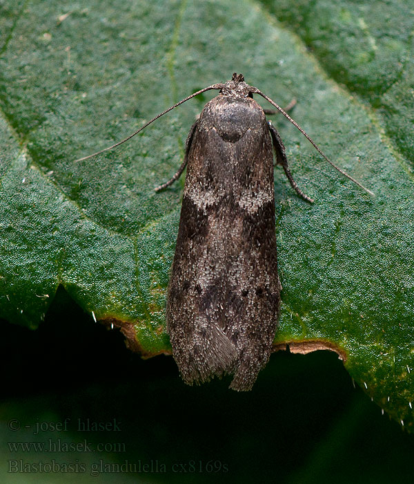 Drsnohřbetka žaludová Acorn Moth Blastobasis glandulella