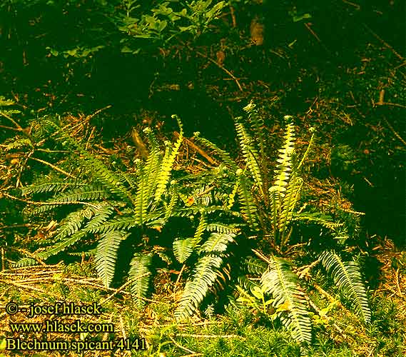 Blechnum spicant Lomaria Hard Fern Hard-fern Kampasaniainen