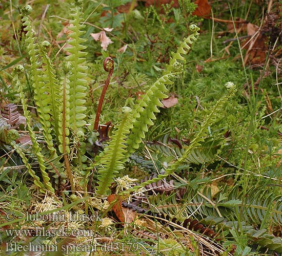 Lomaria Hard Fern Hard-fern Kampasaniainen Blechnum épi