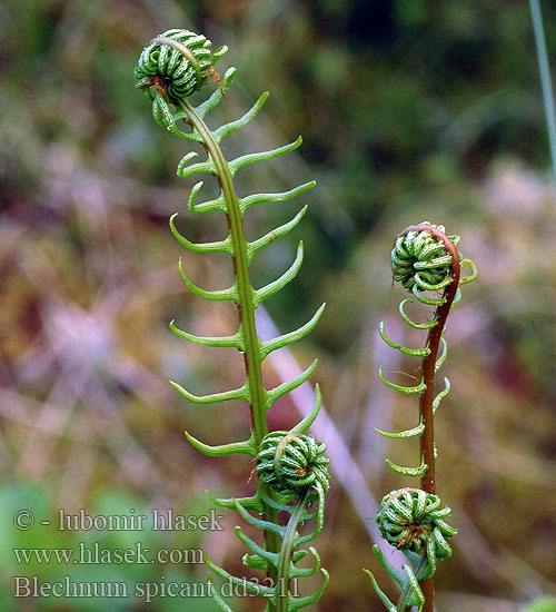 Дербянка колосистая Rebrenjača Blechnum spicant Lomaria Hard Fern