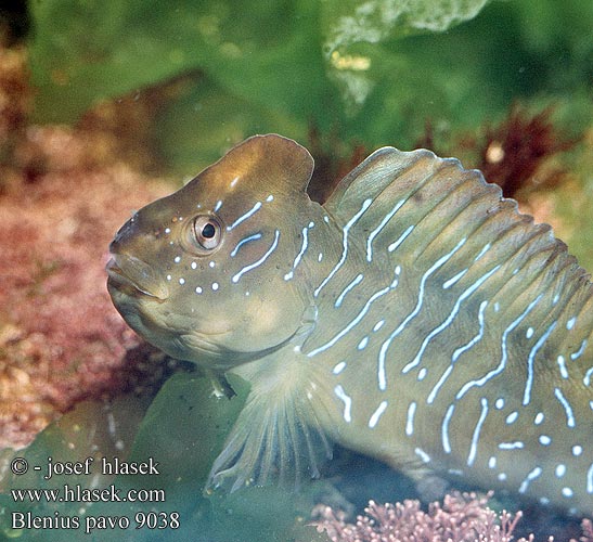 Blennius pavo Salaria Lipophrys Peacock blenny Peshk guri