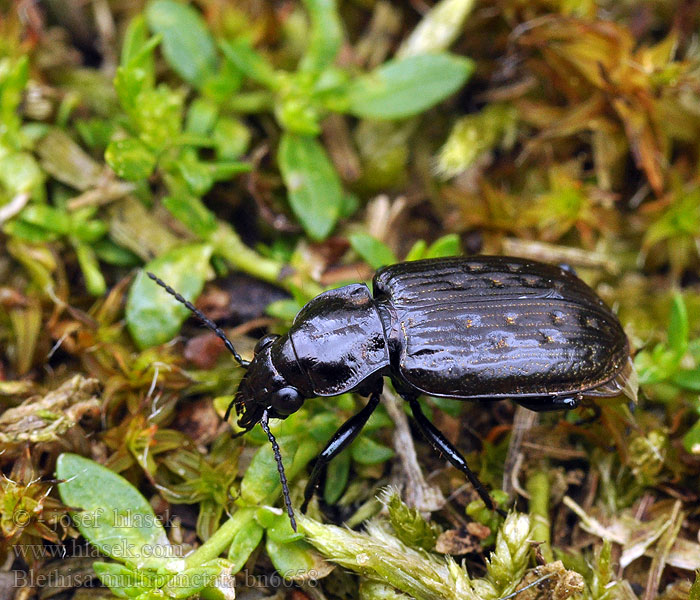 Blethisa multipunctata