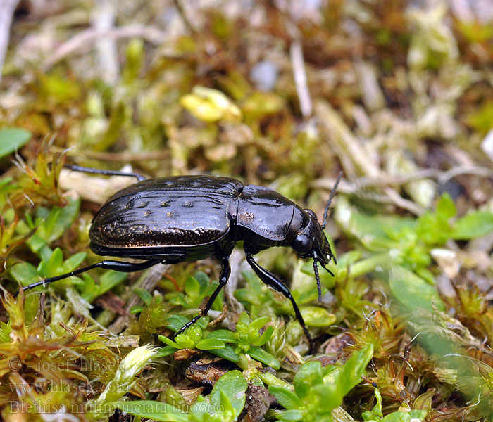 Blethisa multipunctata