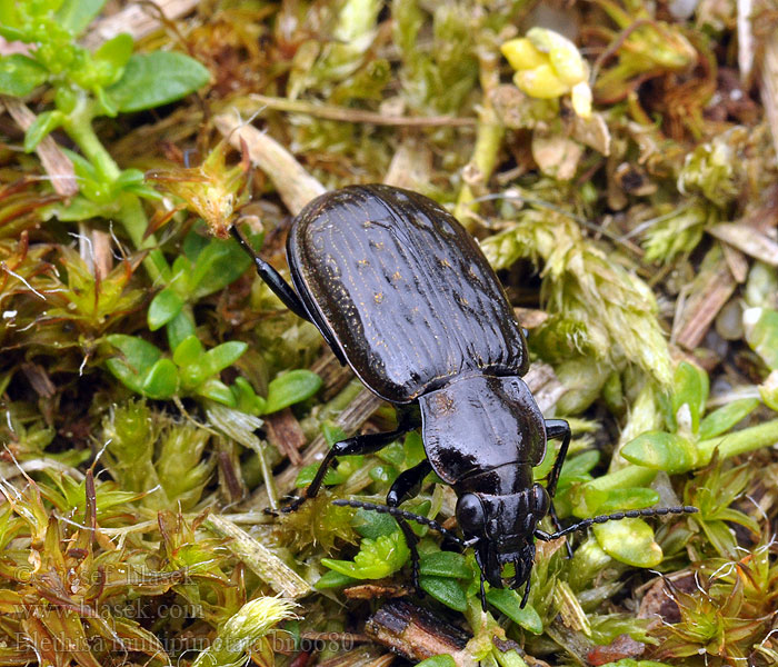 Blethisa multipunctata