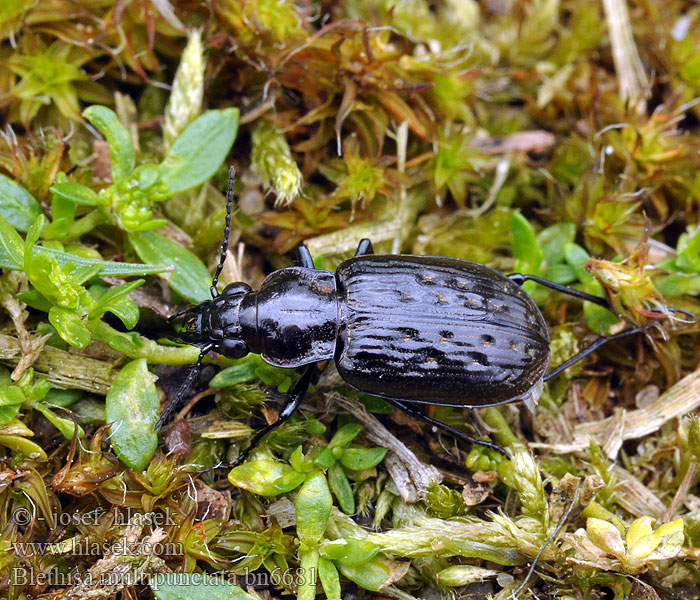 Blethisa multipunctata