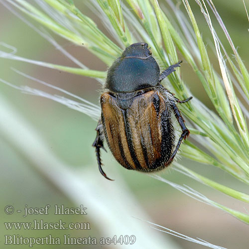 Blitopertha lineata Phyllopertha