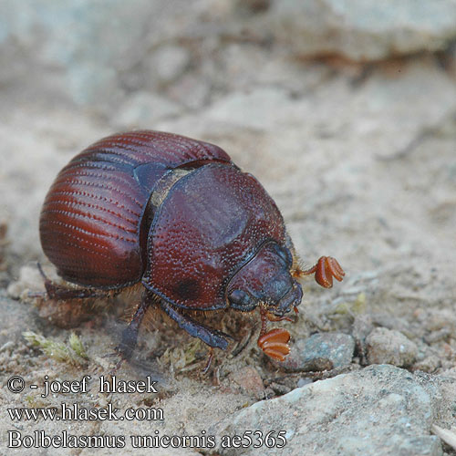 Bolbelasmus unicornis szarvas ganéjtúró Chrobák