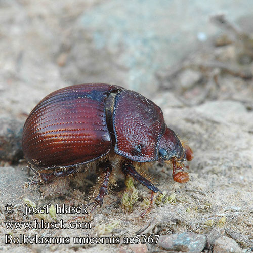 Bolbelasmus unicornis szarvas ganéjtúró Chrobák