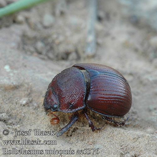 Bolbelasmus unicornis szarvas ganéjtúró Chrobák