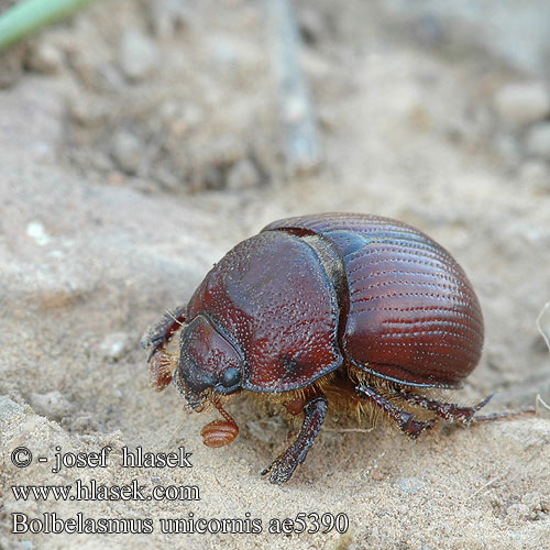 Bolbelasmus unicornis szarvas ganéjtúró Chrobák