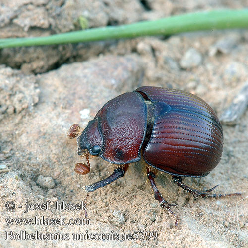 Bolbelasmus unicornis szarvas ganéjtúró Chrobák