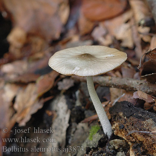 Bolbitius aleuriatus reticulatus Slzečník síťnatý