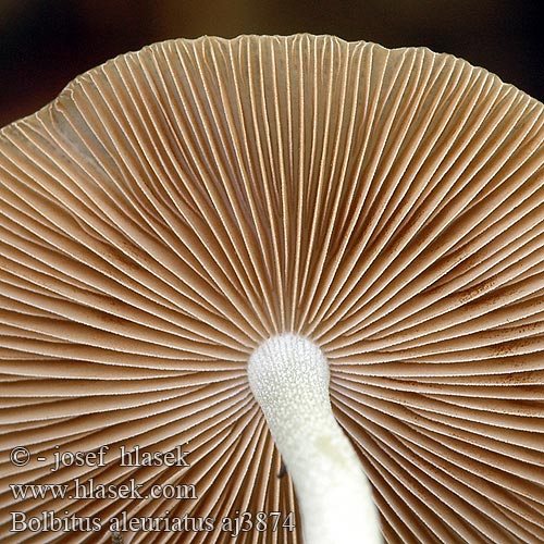 Bolbitius aleuriatus Netted Fieldcap Hinnskivling Netåret