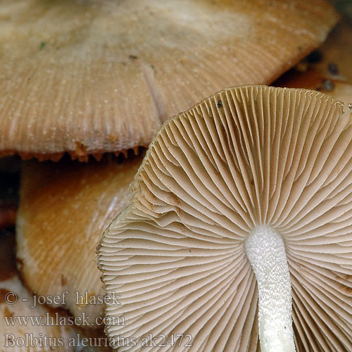 Netzaderiger Mistpilz Lilla halmsopp reticulatus