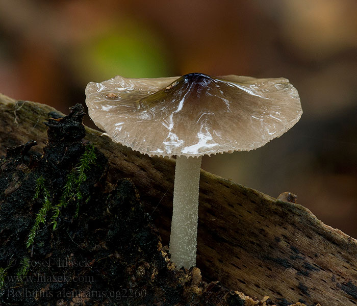 Gnojanka usiatkowana Bolbitius aleuriatus reticulatus