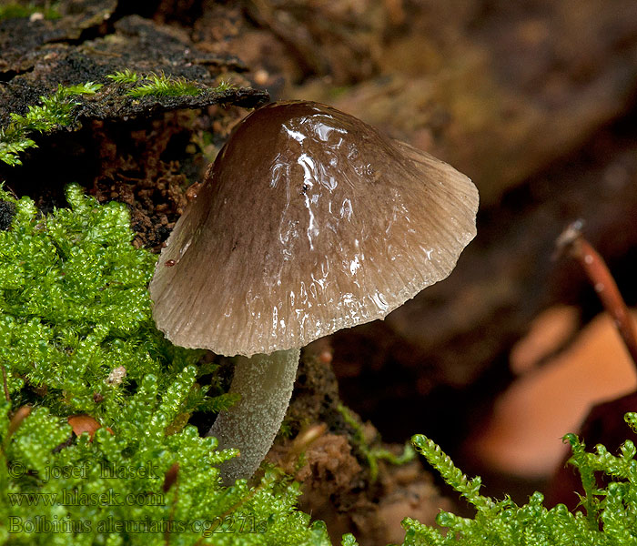 Hnojovec sieťkovaný Bolbitius aleuriatus reticulatus