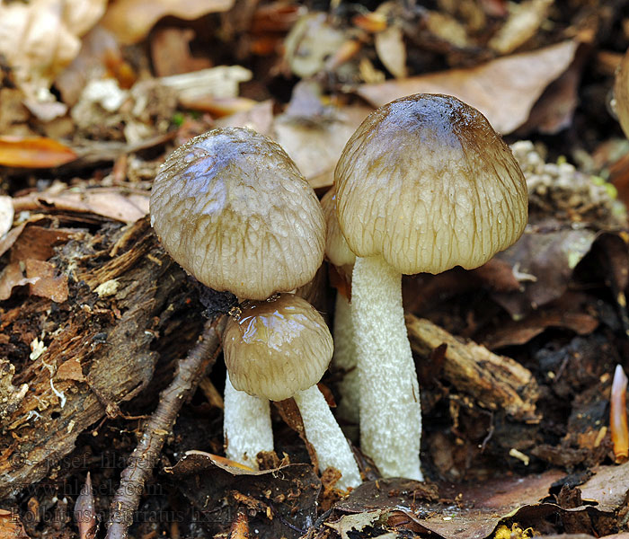 Slzečník síťnatý Bolbitius aleuriatus reticulatus