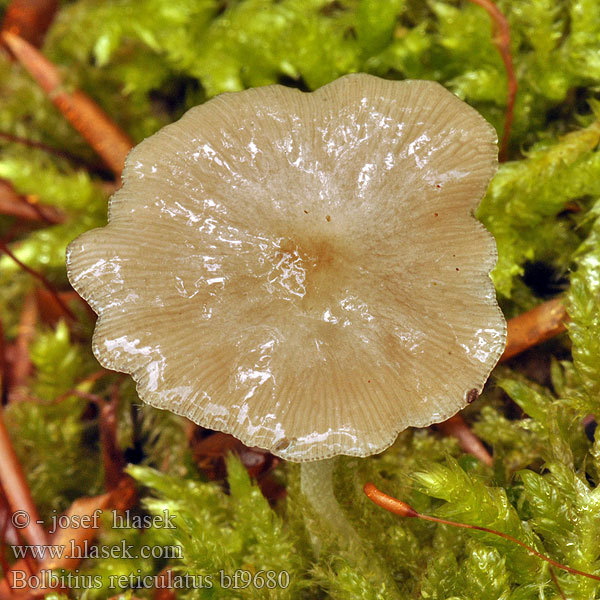 Bolbitius aleuriatus reticulatus Slzečník síťnatý Gnojanka usiatkowana Hnojovec sieťkovaný Netted Fieldcap Hinnskivling Netåret Gulhat Bolbitie réticulée Violetgrijs Kleefhoedje クロシワオキナタケ Netzaderiger Mistpilz Lilla halmsopp Lahohäiväkkä Больбитиус сетчатый